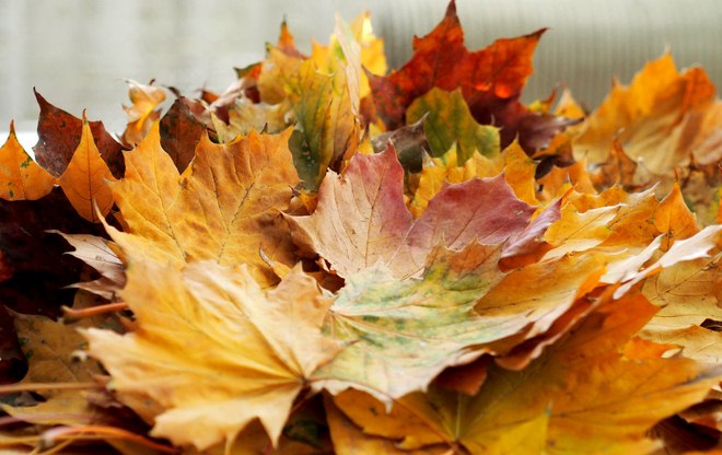 Making roses out of Autumn leaves