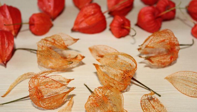 Natural fall decorations with physalis Chinese lantern plants