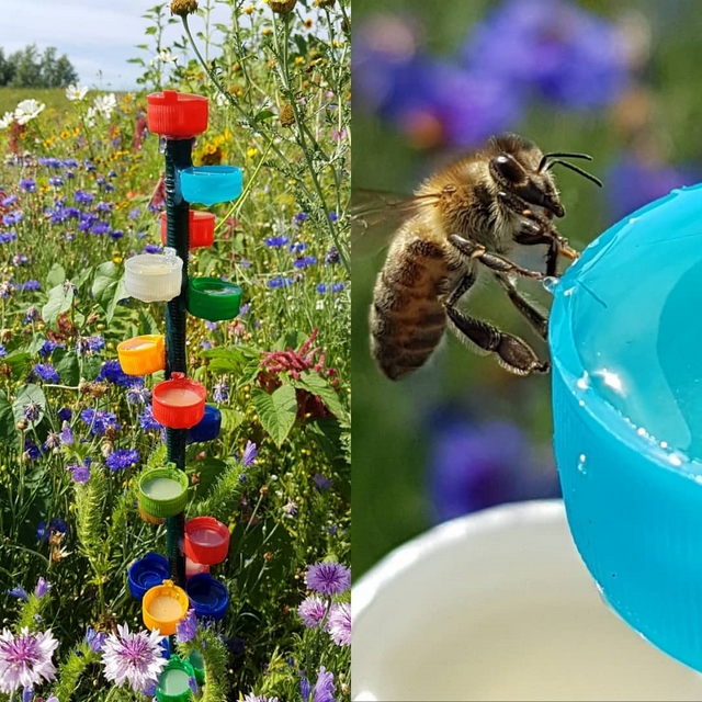 Bee watering station DIY: What is it and how to make it