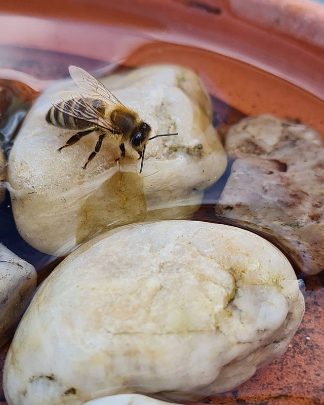 How to Create a Safe Bee Watering Station