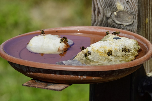 Bee watering station DIY: What is it and how to make it